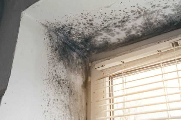 Affordable Mold Removal solutions in Fruitport, MI